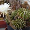 echinopsis_eyriesii